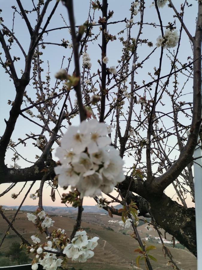 Quinta De Travassinhos- Douro Valley & Spa Santa Marta de Penaguião Εξωτερικό φωτογραφία